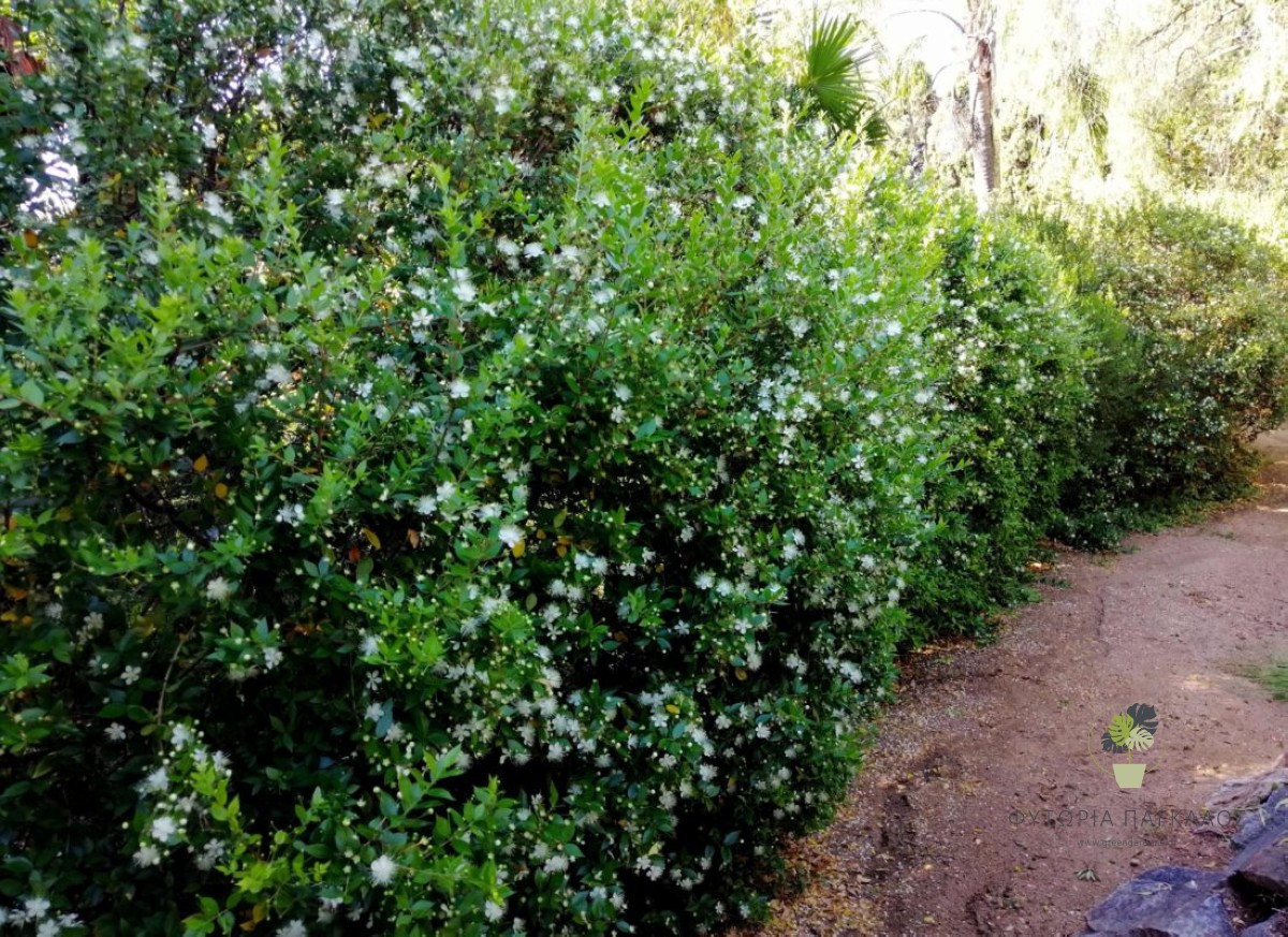 ΜΥΡΤΙΑ – Myrtus communis - 1